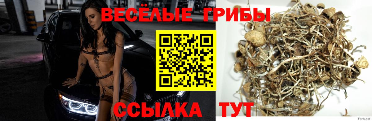 Галлюциногенные грибы Cubensis  Галлюциногенные грибы мицелий  Кемерово  Вход с VPN 